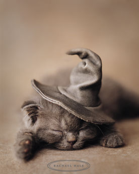 http://www.equestrian.ru/forum/userpics/6850-u_6aa1b7.jpg