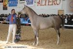 Шоу-чемпионат лошадей арабской породы. Неаполитанка, Чемпионка в классе кобыл 2-3 лет.