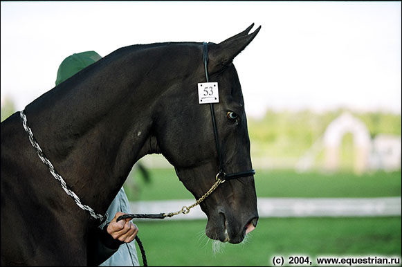 http://www.equestrian.ru/photos/photoreport2004/teki/a_2154e0.jpg