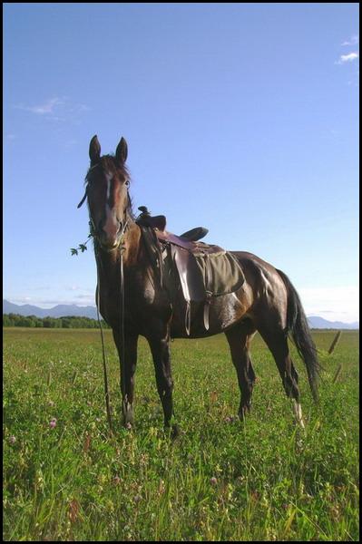 http://www.equestrian.ru/photos/user_photo/2007/009b2022.jpg