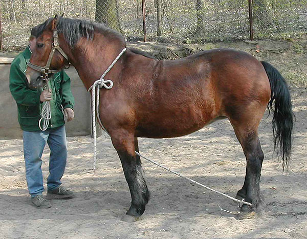 http://www.equestrian.ru/photos/user_photo/2007/041835c9.jpg