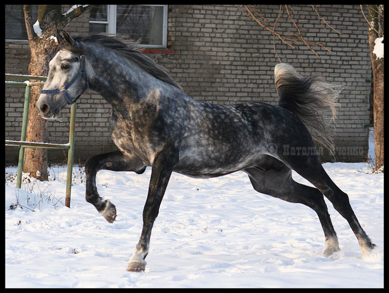 http://www.equestrian.ru/photos/user_photo/2007/0fc7852a.jpg