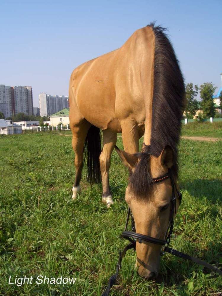 http://www.equestrian.ru/photos/user_photo/2007/171d8d9d.jpg