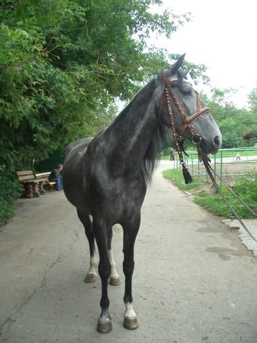 http://www.equestrian.ru/photos/user_photo/2007/4347be8b.jpg