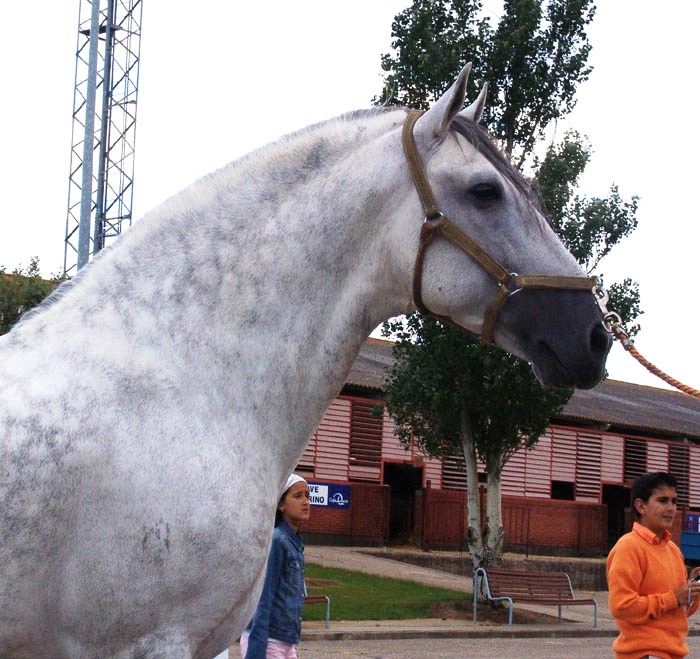 http://www.equestrian.ru/photos/user_photo/2007/80cddc43.jpg