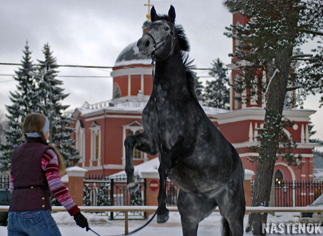 http://www.equestrian.ru/photos/user_photo/2007/82ab30e7.jpg