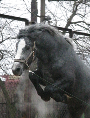 http://www.equestrian.ru/photos/user_photo/2007/9e3f236e.jpg