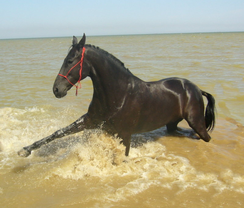 http://www.equestrian.ru/photos/user_photo/2007/ad711b65.jpg