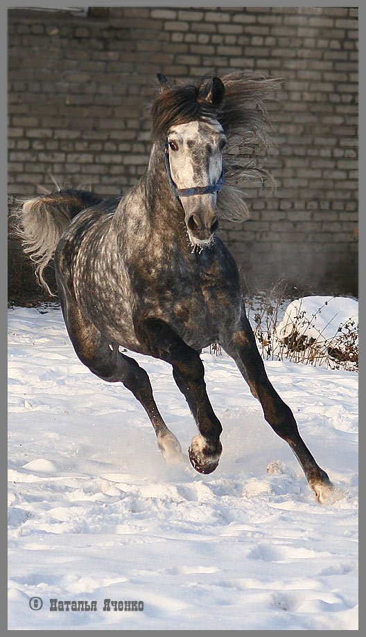 http://www.equestrian.ru/photos/user_photo/2007/b7b930cf.jpg