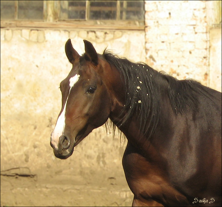 http://www.equestrian.ru/photos/user_photo/2007/b97805e8.jpg