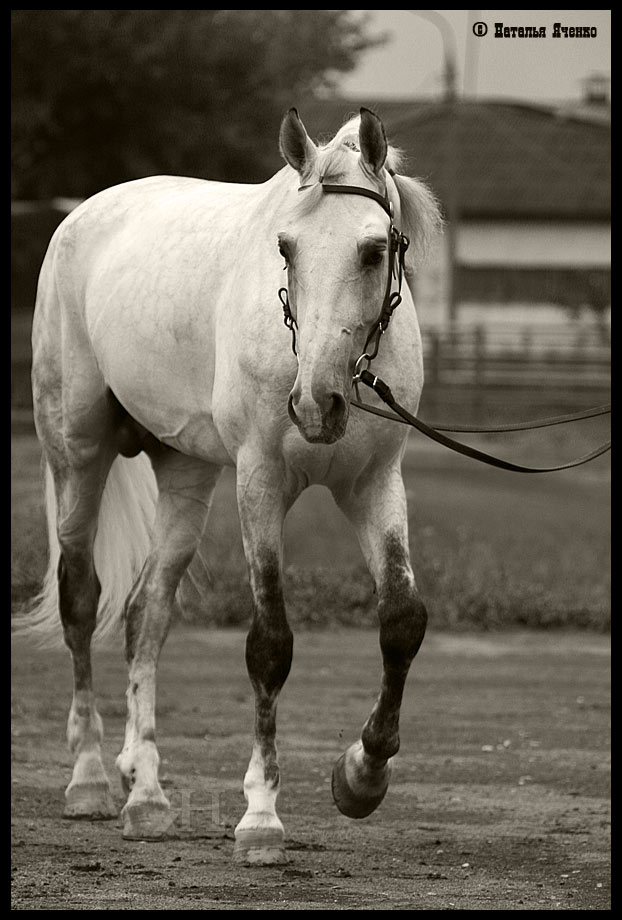 http://www.equestrian.ru/photos/user_photo/2007/d10901f6.jpg