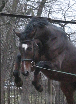 http://www.equestrian.ru/photos/user_photo/2007/dfed6067.jpg