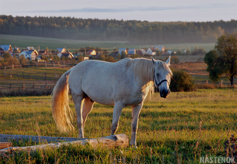 http://www.equestrian.ru/photos/user_photo/2007/f74ec8d9.jpg