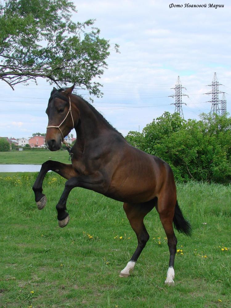 http://www.equestrian.ru/photos/user_photo/2008/039d9cce.jpg