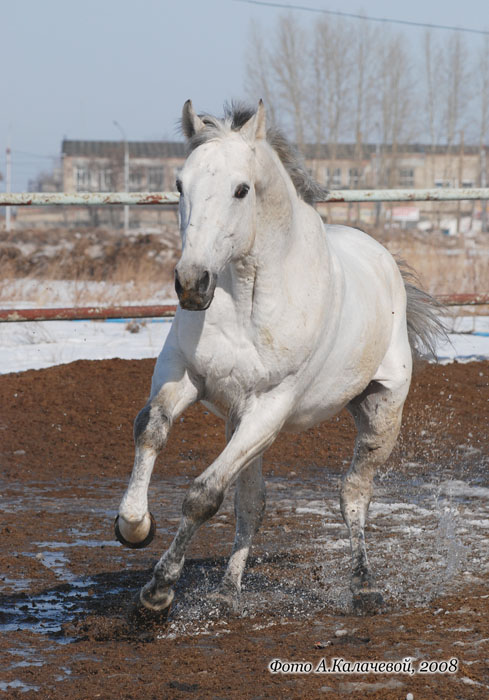 http://www.equestrian.ru/photos/user_photo/2008/0a89ae46.jpg