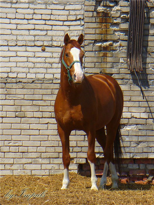 http://www.equestrian.ru/photos/user_photo/2008/0ad019b9.jpg