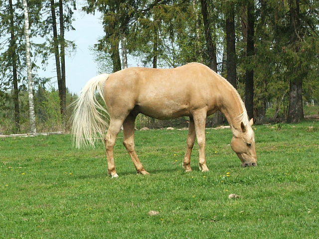 http://www.equestrian.ru/photos/user_photo/2008/0d4a785f.jpg