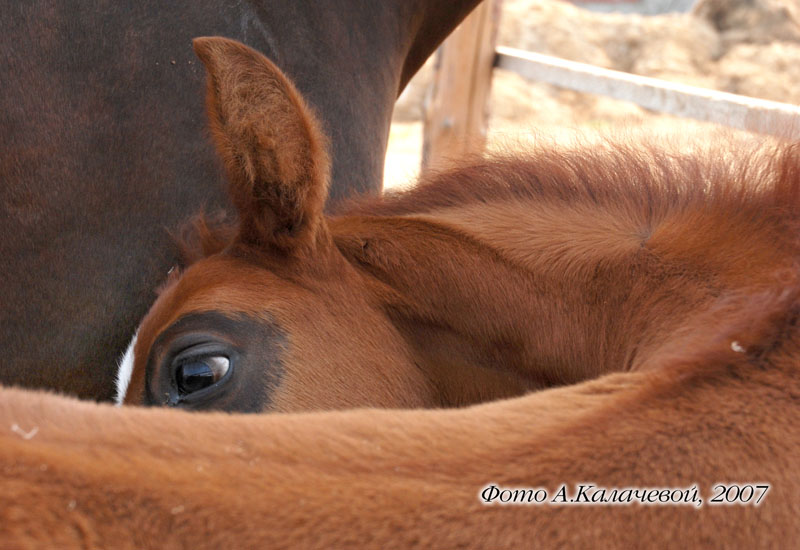 http://www.equestrian.ru/photos/user_photo/2008/0d4b70da.jpg