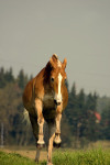 http://www.equestrian.ru/photos/user_photo/2008/0dc99fd9_sm.jpg
