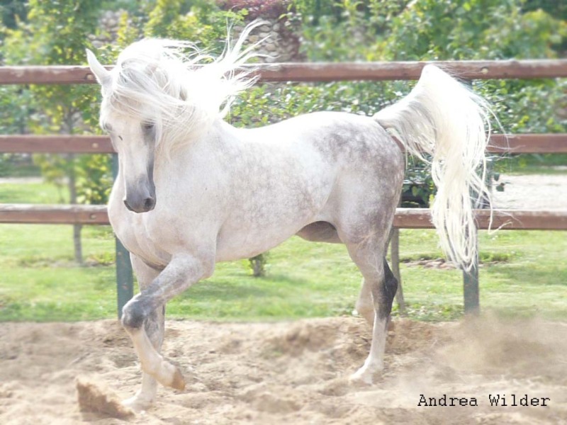 http://www.equestrian.ru/photos/user_photo/2008/1a28598d.jpg
