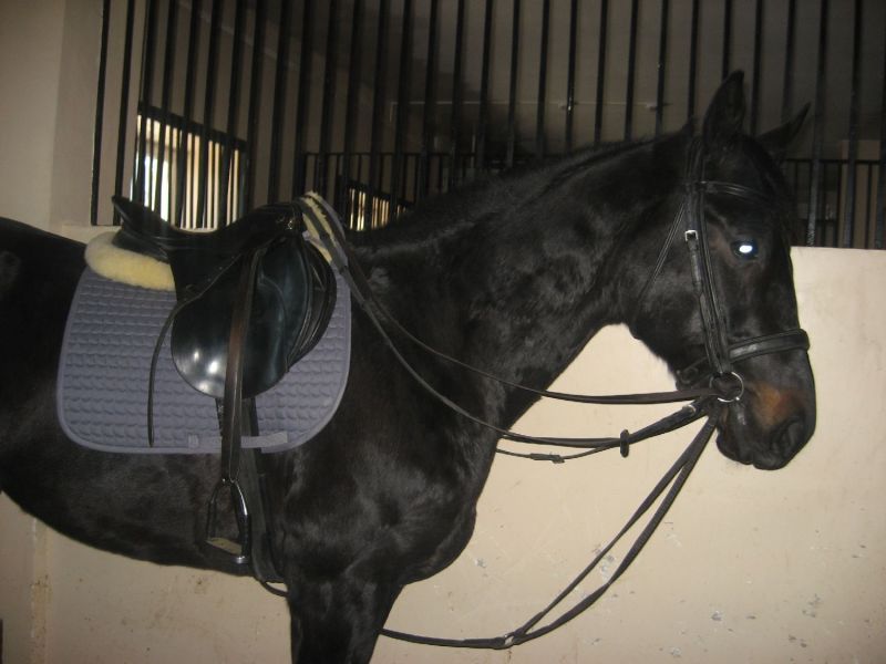 http://www.equestrian.ru/photos/user_photo/2008/1c2460e7.jpg