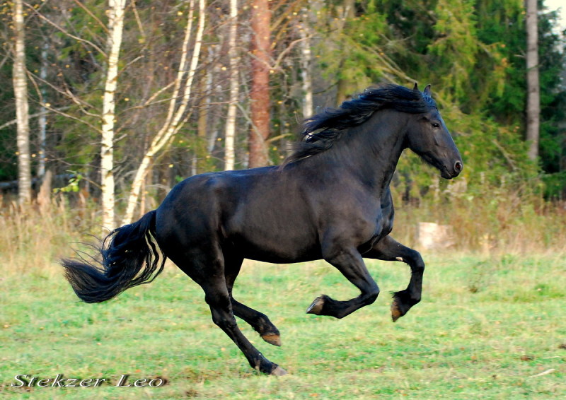 http://www.equestrian.ru/photos/user_photo/2008/24ce4f4d.jpg