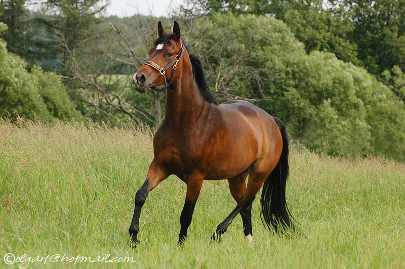 http://www.equestrian.ru/photos/user_photo/2008/359fb5bd.jpg