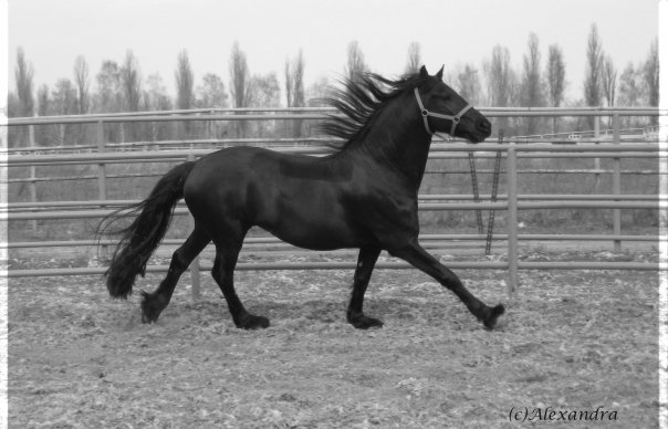 http://www.equestrian.ru/photos/user_photo/2008/393db4d7.jpg