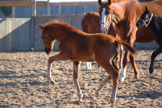 http://www.equestrian.ru/photos/user_photo/2008/3c2c06bb.jpg