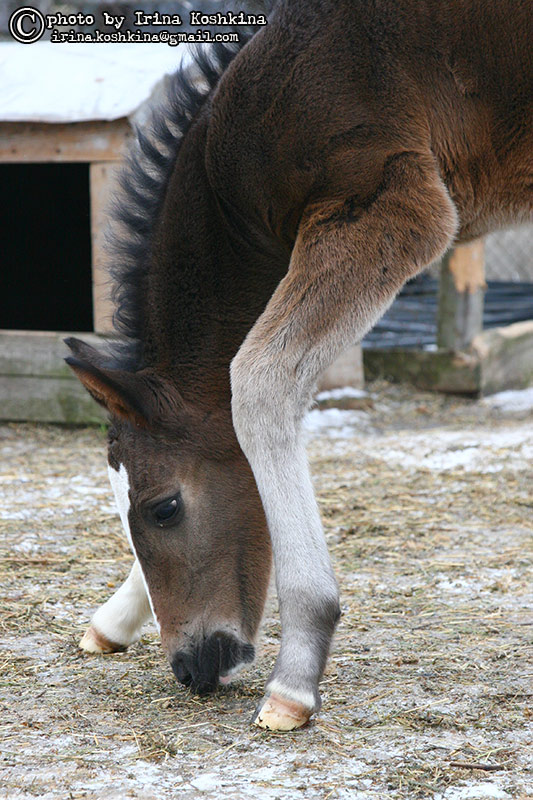 http://www.equestrian.ru/photos/user_photo/2008/4214f6b7.jpg