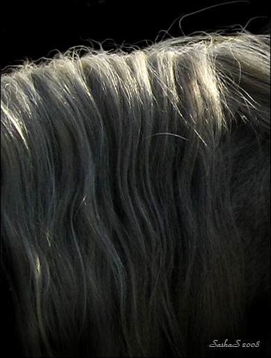 http://www.equestrian.ru/photos/user_photo/2008/455925b2.jpg