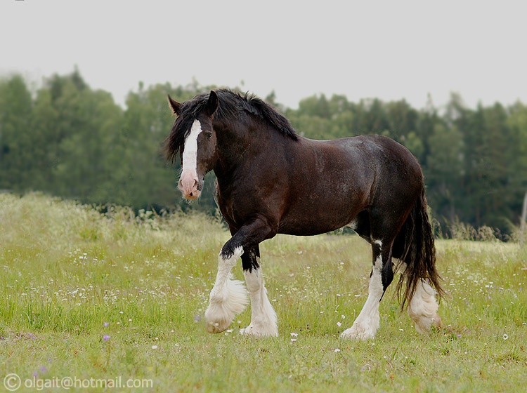 http://www.equestrian.ru/photos/user_photo/2008/4e642949.jpg