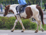2008 ���. ��������� � ������, ��������� ���: ���������������� �� ��. �������� ����� ������������