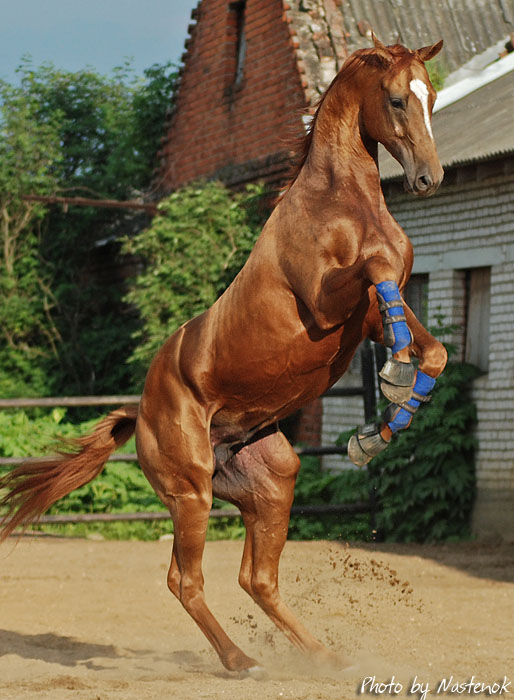 http://www.equestrian.ru/photos/user_photo/2008/56678915.jpg