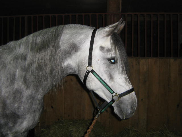 http://www.equestrian.ru/photos/user_photo/2008/5c10eb00.jpg