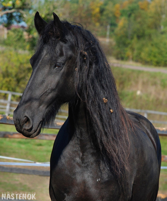 http://www.equestrian.ru/photos/user_photo/2008/5ea0f599.jpg