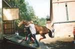 Соревнования в кск Медвежий Стан. 2005г. Всадник и лошадь очень хотят домой!      Да простит меня автор этого фото.