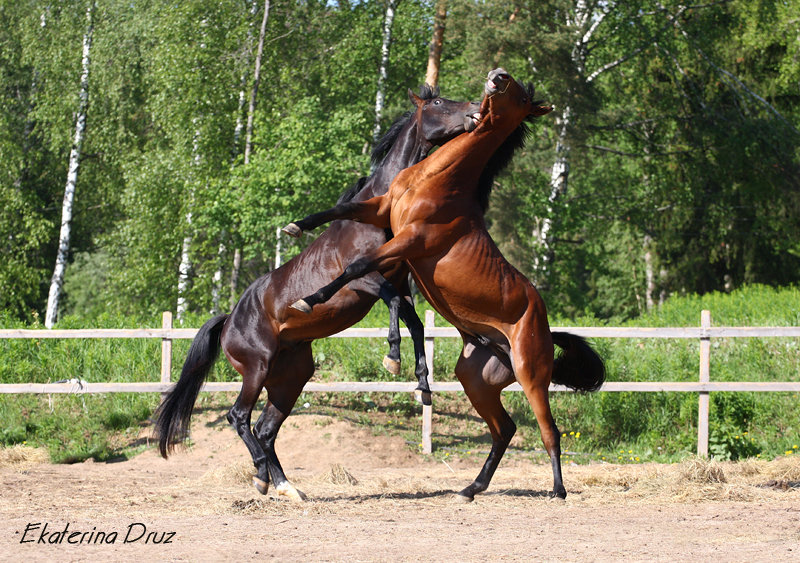 http://www.equestrian.ru/photos/user_photo/2008/6459e7dd.jpg