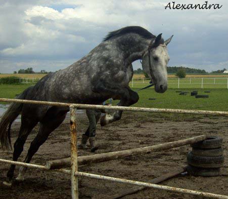 http://www.equestrian.ru/photos/user_photo/2008/6aff78a9.jpg