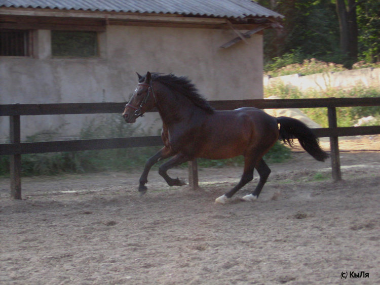 http://www.equestrian.ru/photos/user_photo/2008/74bdd267.jpg