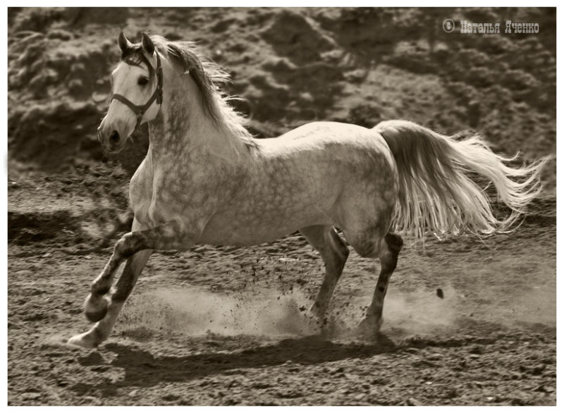 http://www.equestrian.ru/photos/user_photo/2008/77f76626.jpg