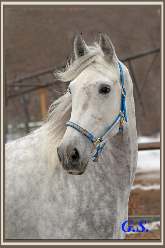 http://www.equestrian.ru/photos/user_photo/2008/78c8014f.jpg