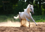 http://www.equestrian.ru/photos/user_photo/2008/7a57d6ec_sm.jpg