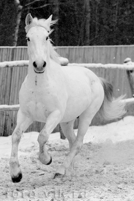 http://www.equestrian.ru/photos/user_photo/2008/7b7e85fc.jpg
