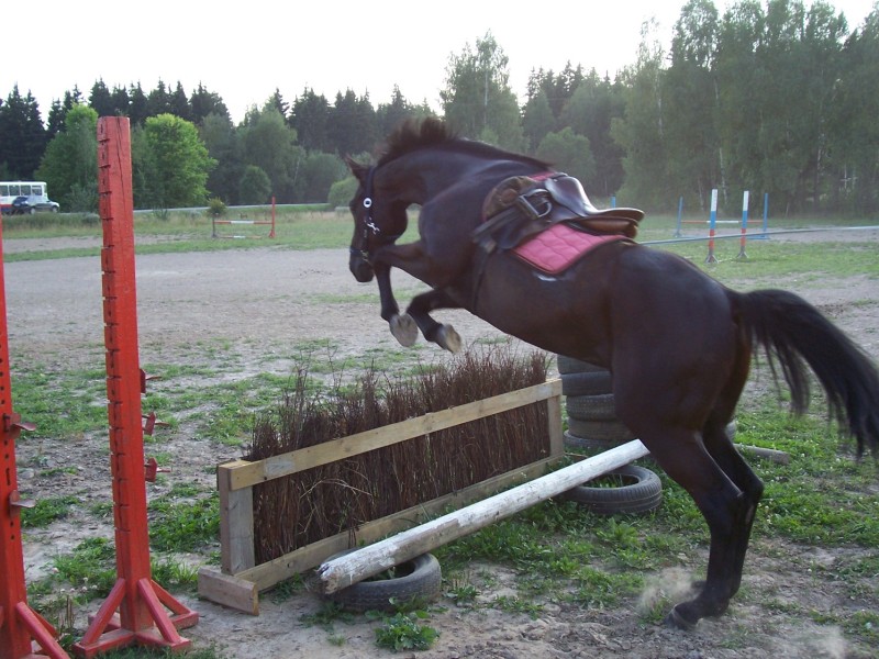 http://www.equestrian.ru/photos/user_photo/2008/84dda0ca.jpg