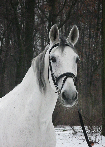 http://www.equestrian.ru/photos/user_photo/2008/98e6abf9.jpg