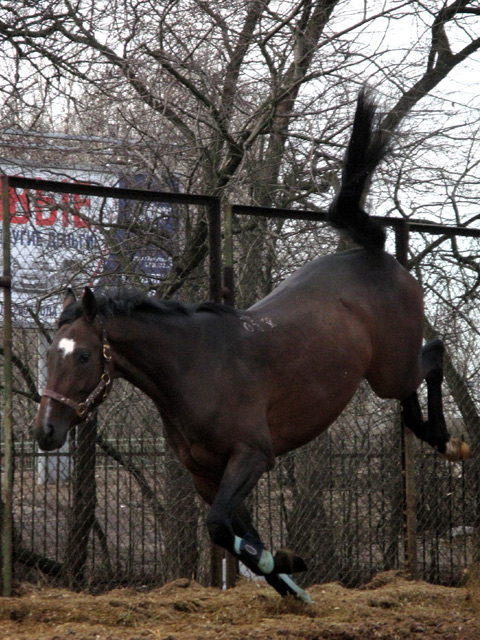 http://www.equestrian.ru/photos/user_photo/2008/a1901747.jpg