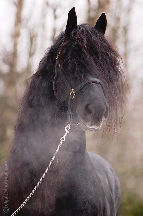 http://www.equestrian.ru/photos/user_photo/2008/a35f2508.jpg