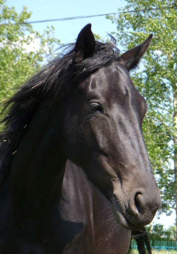 http://www.equestrian.ru/photos/user_photo/2008/af975d65.jpg