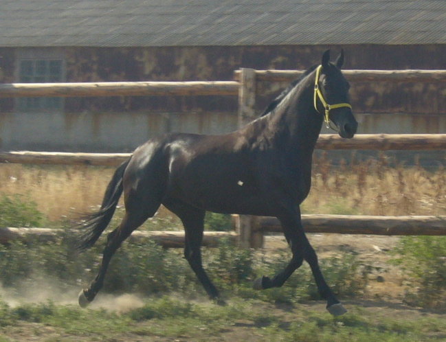 http://www.equestrian.ru/photos/user_photo/2008/b3008896.jpg